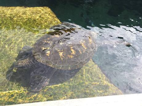 20907293_10156521147753712_762906776_o