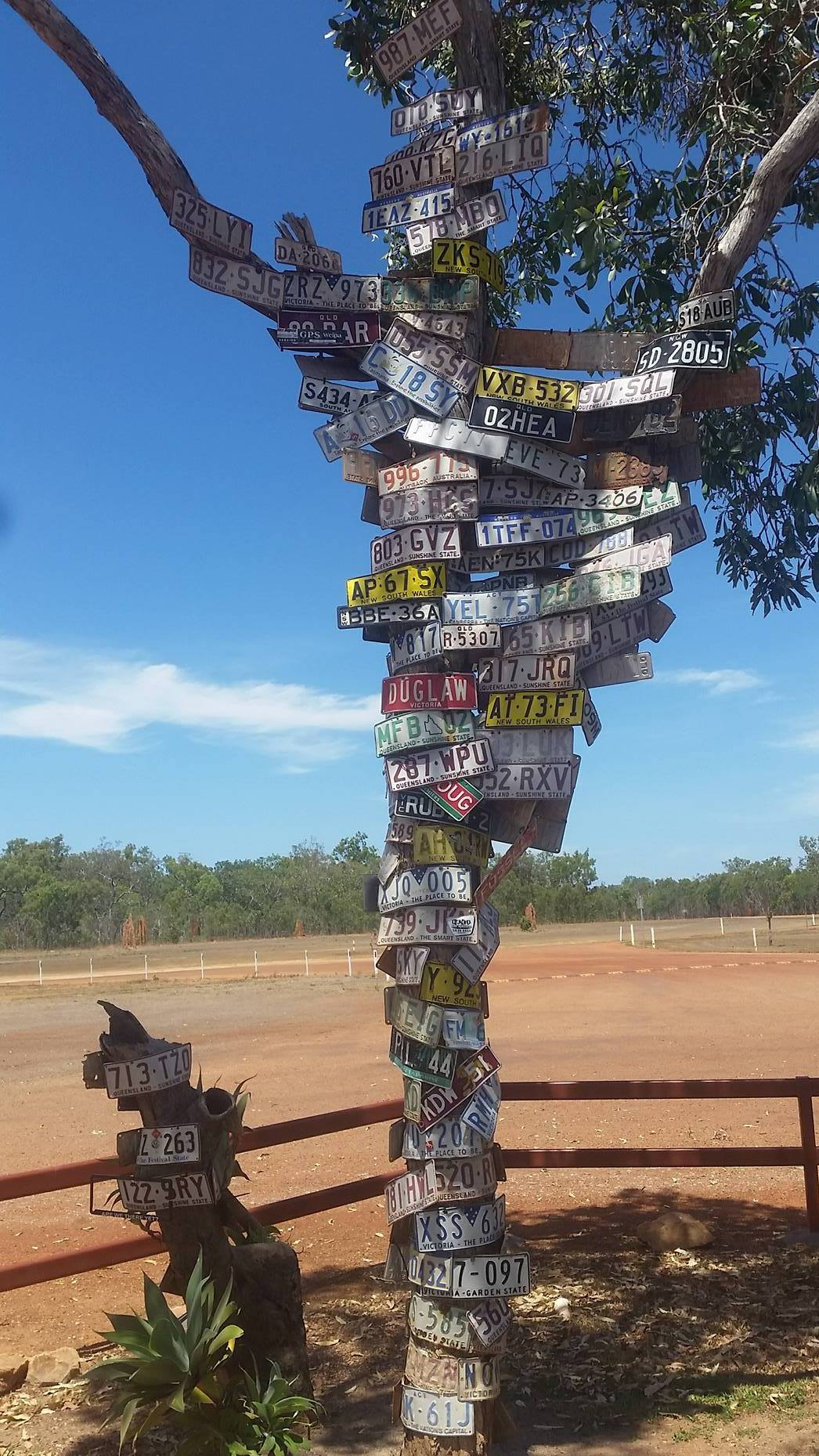 'Number Plate' Tree at Bramwell Junction