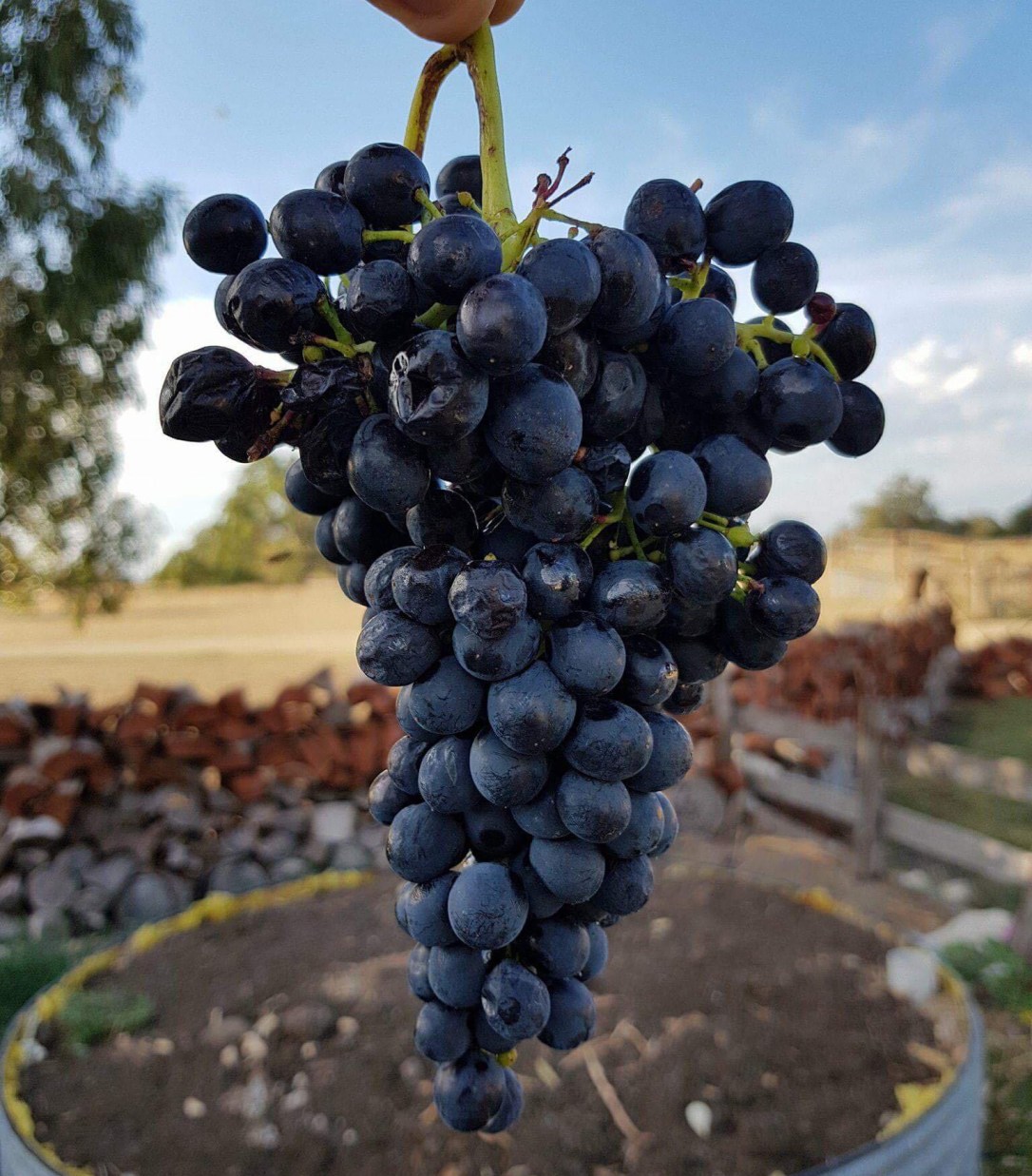 32423059_10157406128253712_3903865589751349248_n