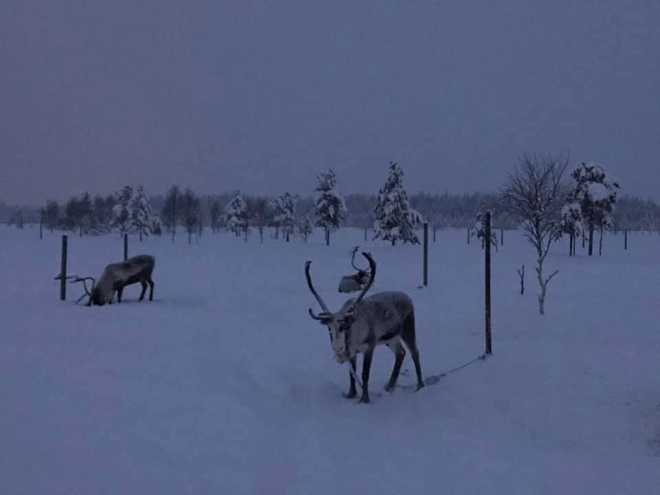 80120543_10156715667342522_6575659788477136896_n